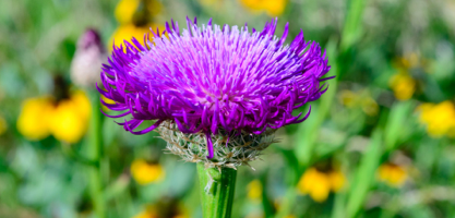 clymer_meadow_II