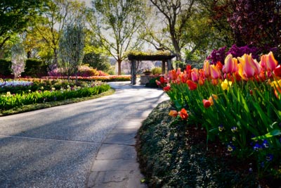 DallasBlooms042013