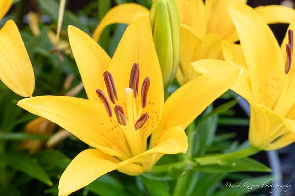 DayLilly