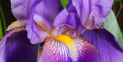 iris