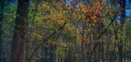 lenox_woods-blog