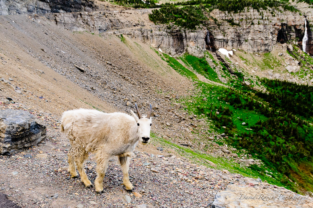 Mountain Goat