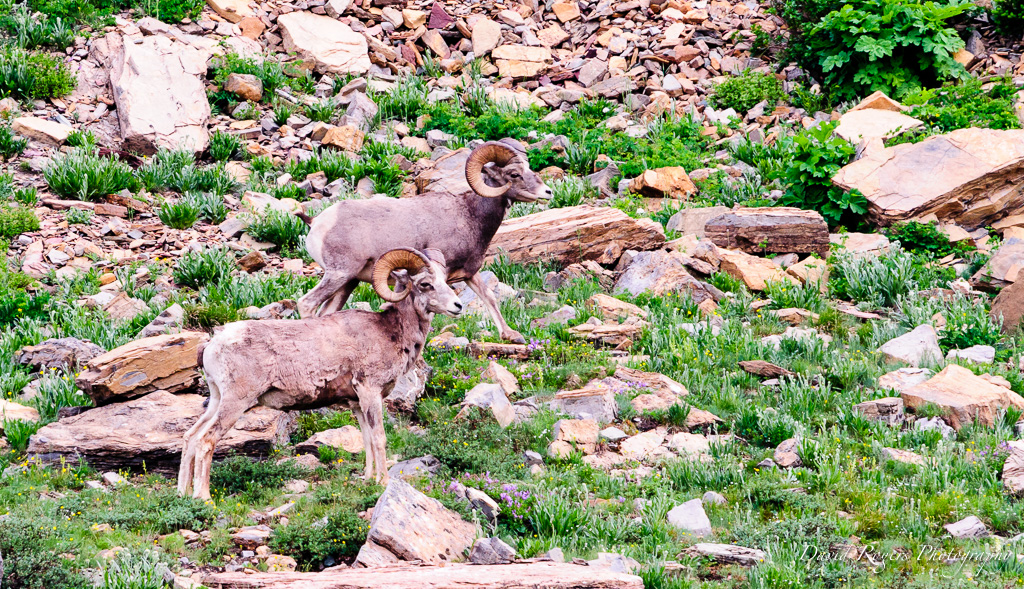 Bighorn Sheep
