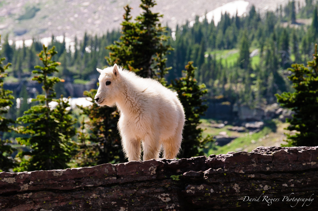 Mountain Goat