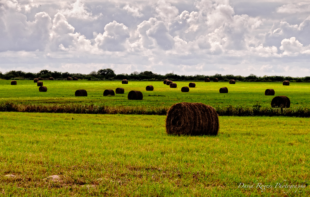 Coastal Prairie