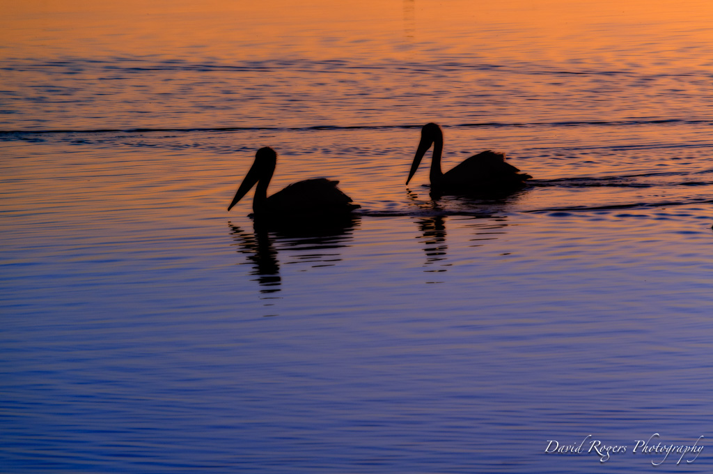 Pelican Bay