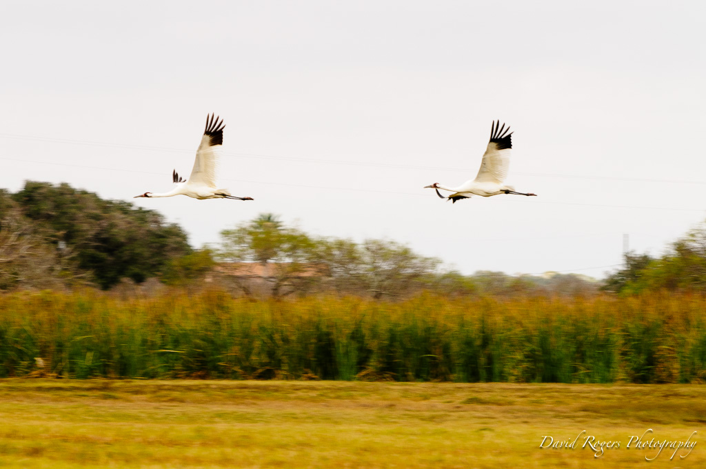 Whooping Cranes in flight at St Charles Bay