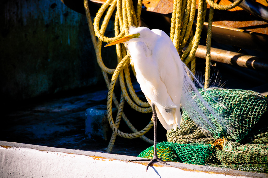 A fisherman on a boat